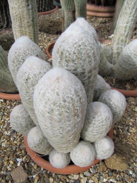 Vista de la Espostoa lanata