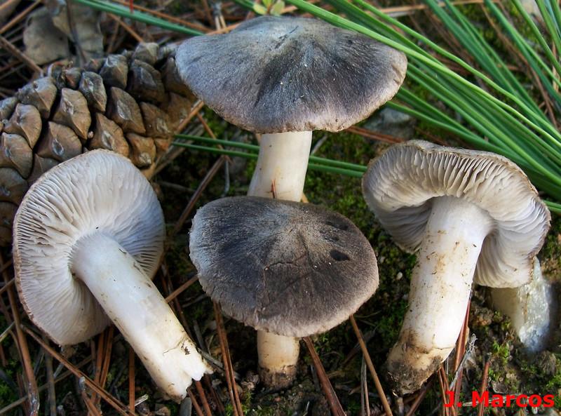 Tricholoma terreum. Crédito: Javier Marcos