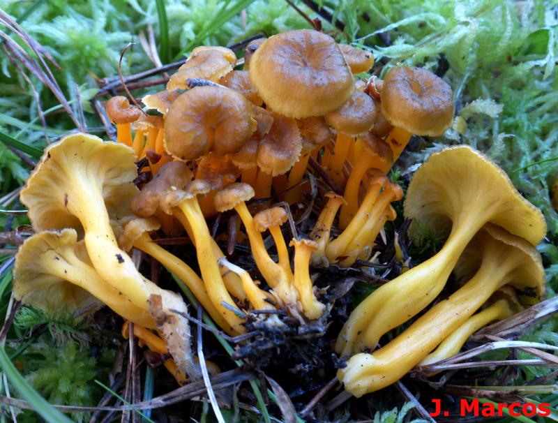 Craterellus lutescens. Crédito: Javier Marcos