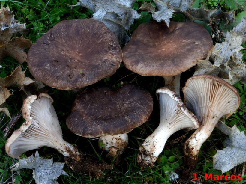 Pleurotus eryngii. Crédito: Javier Marcos