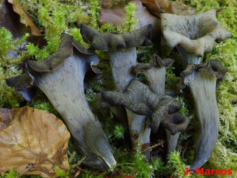 Craterellus cornucopioides. Crédito: Javier Marcos