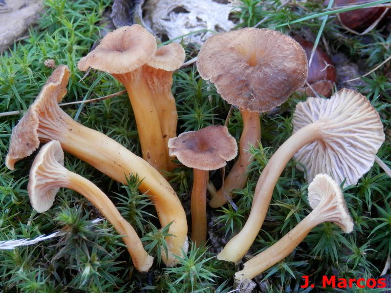 Craterellus tubaeformis. Crédito: Javier Marcos