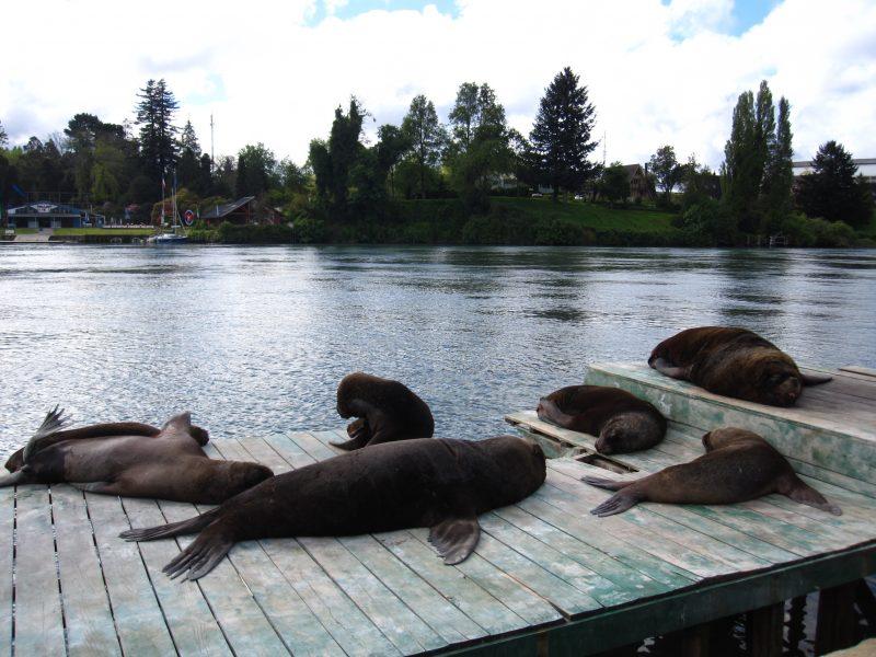 Navegar en busca de lobos marinos en Valdivia