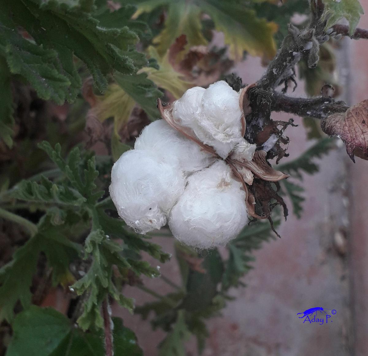 Algodón datos y explicaciones Plantas