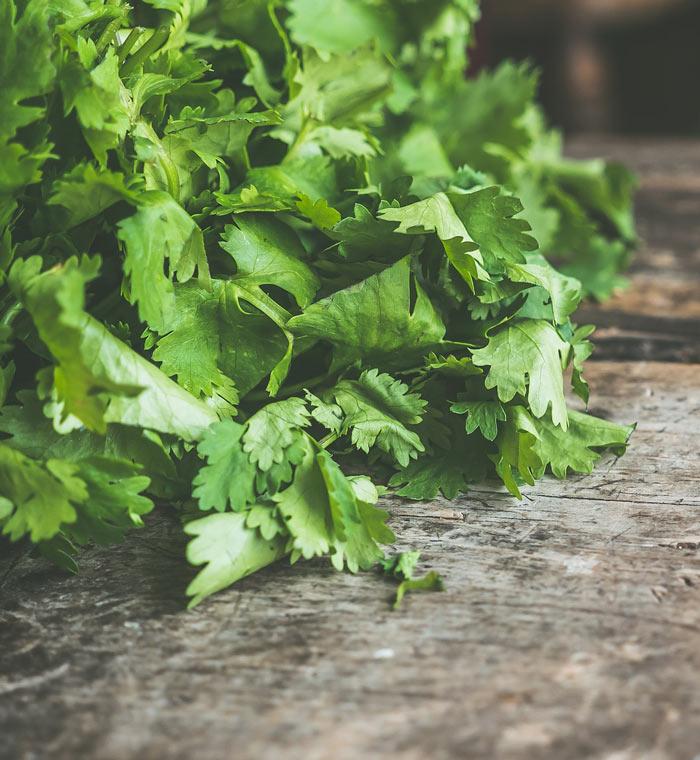 Ingredientes para desintoxicar, cilantro