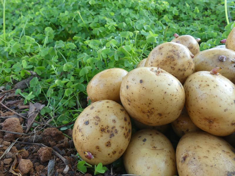 Como sembrar patatas o papas