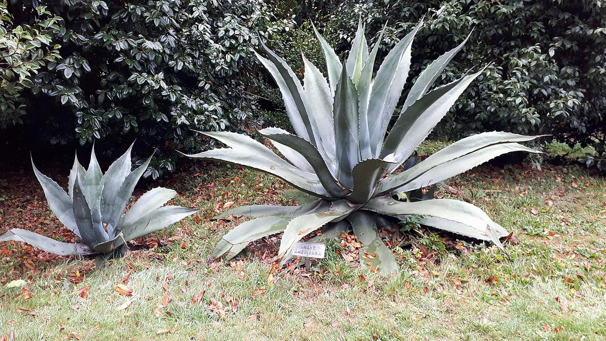 Vista del Agave americana