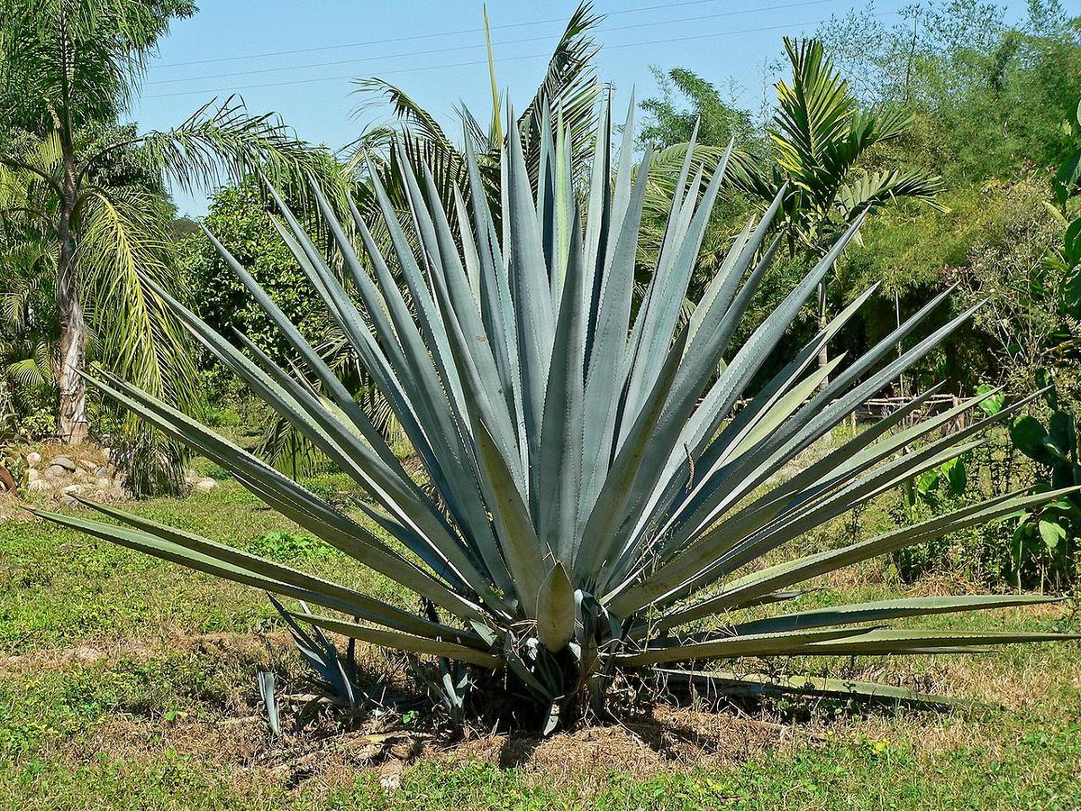 Vista del Agave tequilana