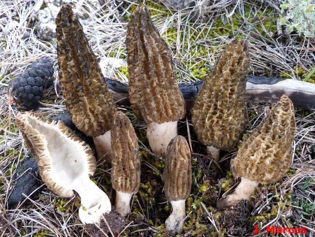Morchella importuna. Crédito: Javier Marcos