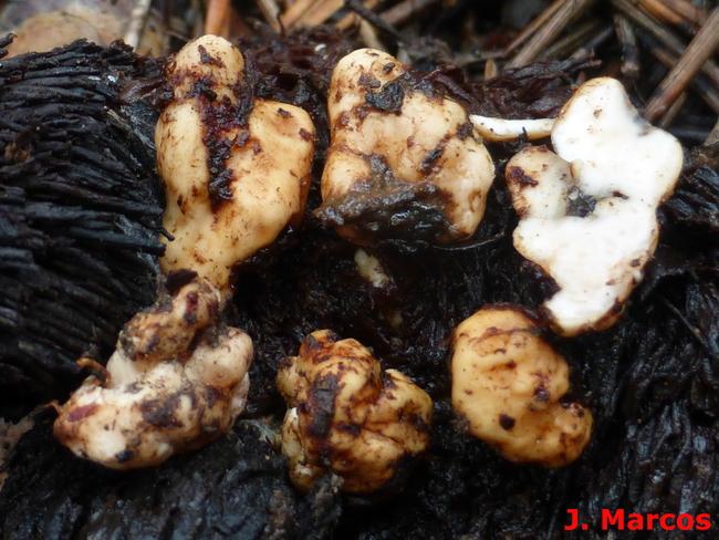 Esclerocios de Collybia cookei. Crédito: Javier Marcos