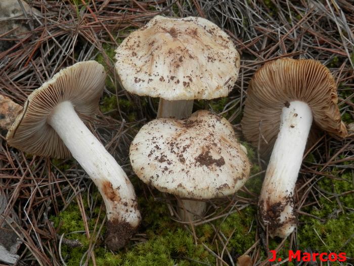 Podosperma arenicola Crédito: Javier Marcos