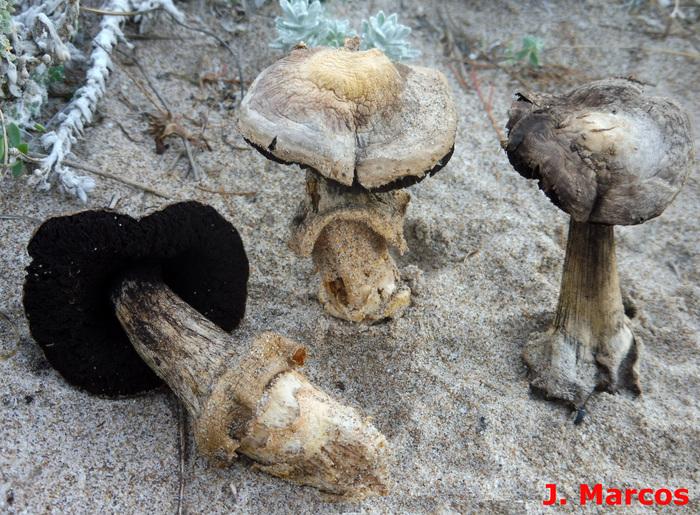Agaricus aridicola. Crédito: Javier Marcos