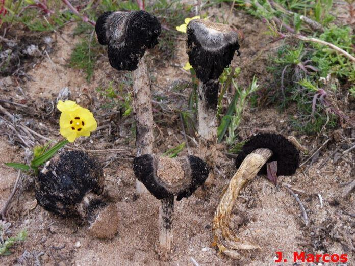 Montagnea arenaria. Crédito: Javier Marcos