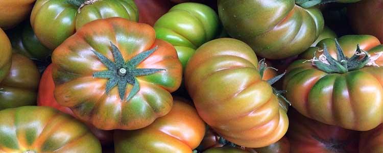 Frutos tomate Muchamiel
