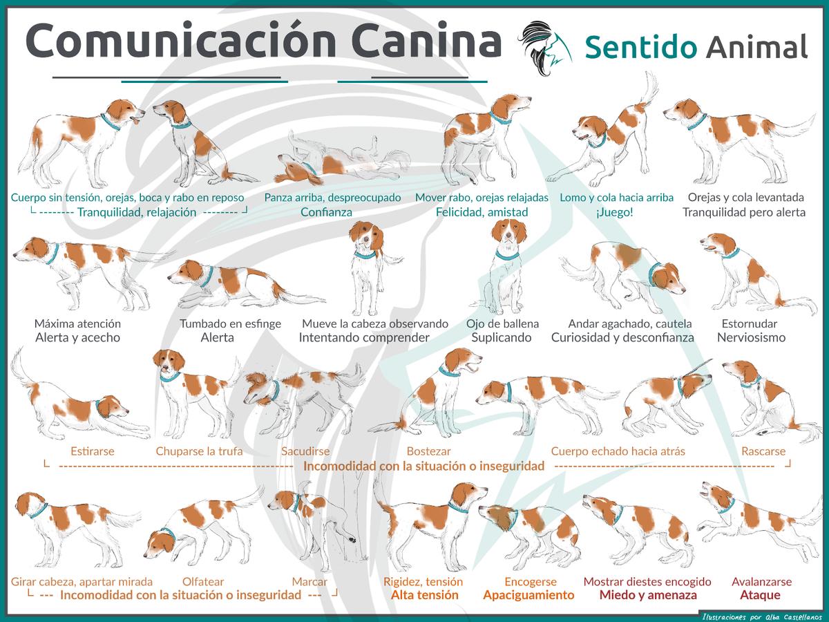 comunicación canina - posición de ataque