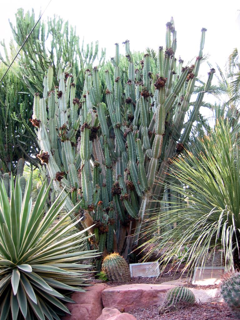 Vista del Cereus peruvianus