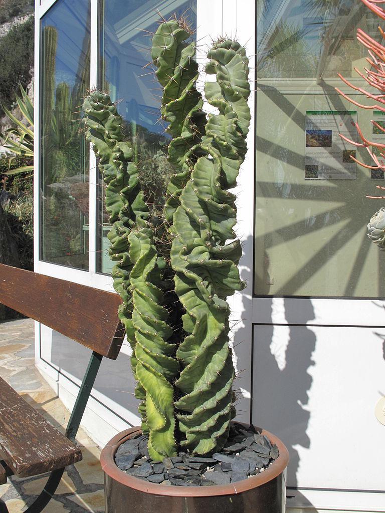 Vista del Cereus forbesii spiralis