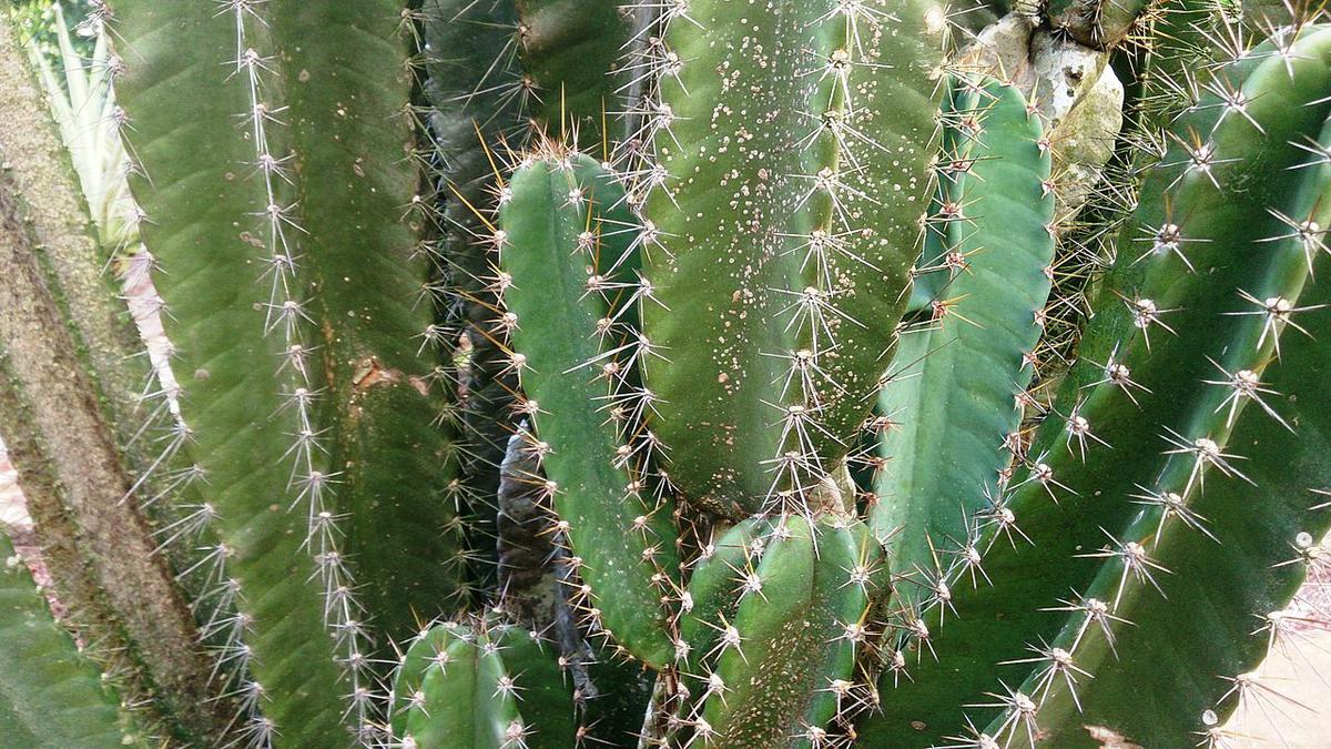 Cereus enfermo de roya