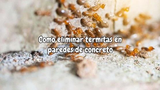 Como eliminar termitas en paredes de concreto