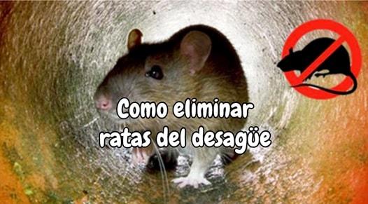 Como eliminar ratas del desagüe