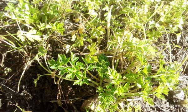 Perejil, roseta basal