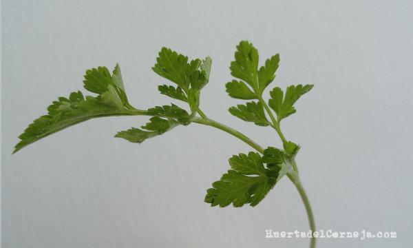 Hoja de perejil