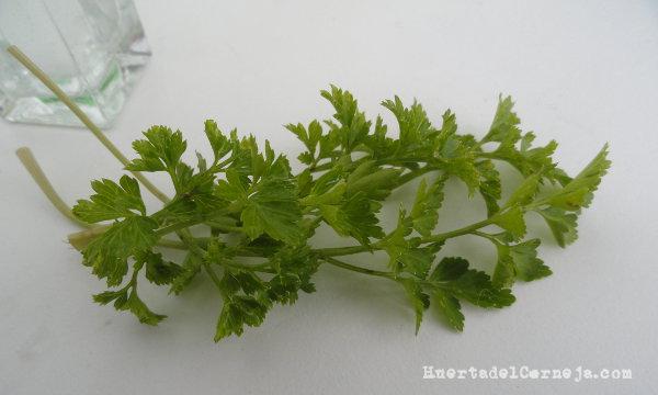 Perejil para condimentar
