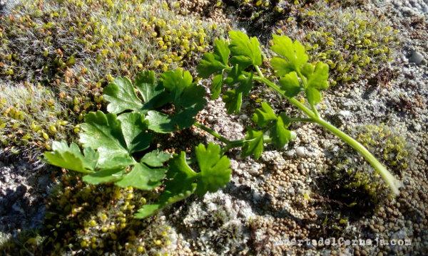 Perejil de huerta