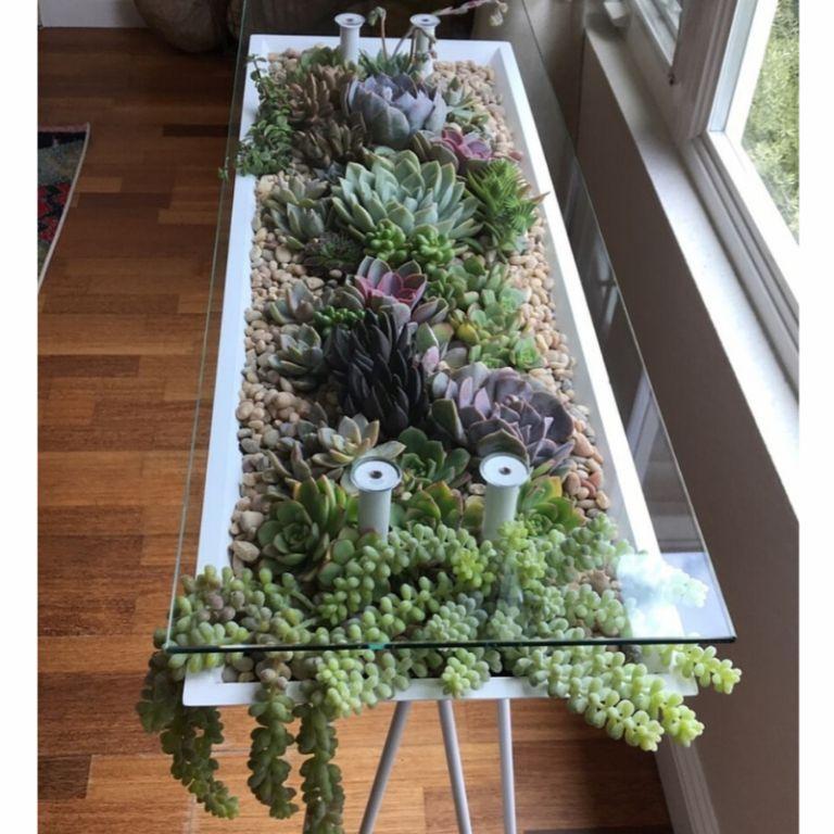 Plantas crasas para decorar tu casa | Plantas