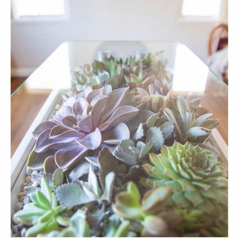 Plantas crasas para decorar tu casa | Plantas