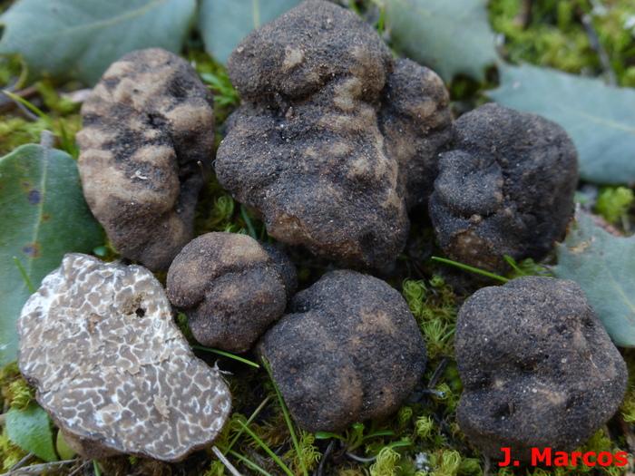 Tuber malençonii. Crédito: Javier Marcos