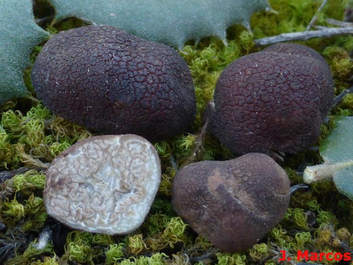 Tuber rufum. Crédito: Javier Marcos