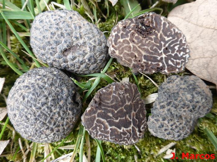 Tuber brumale. Crédito: Javier Marcos