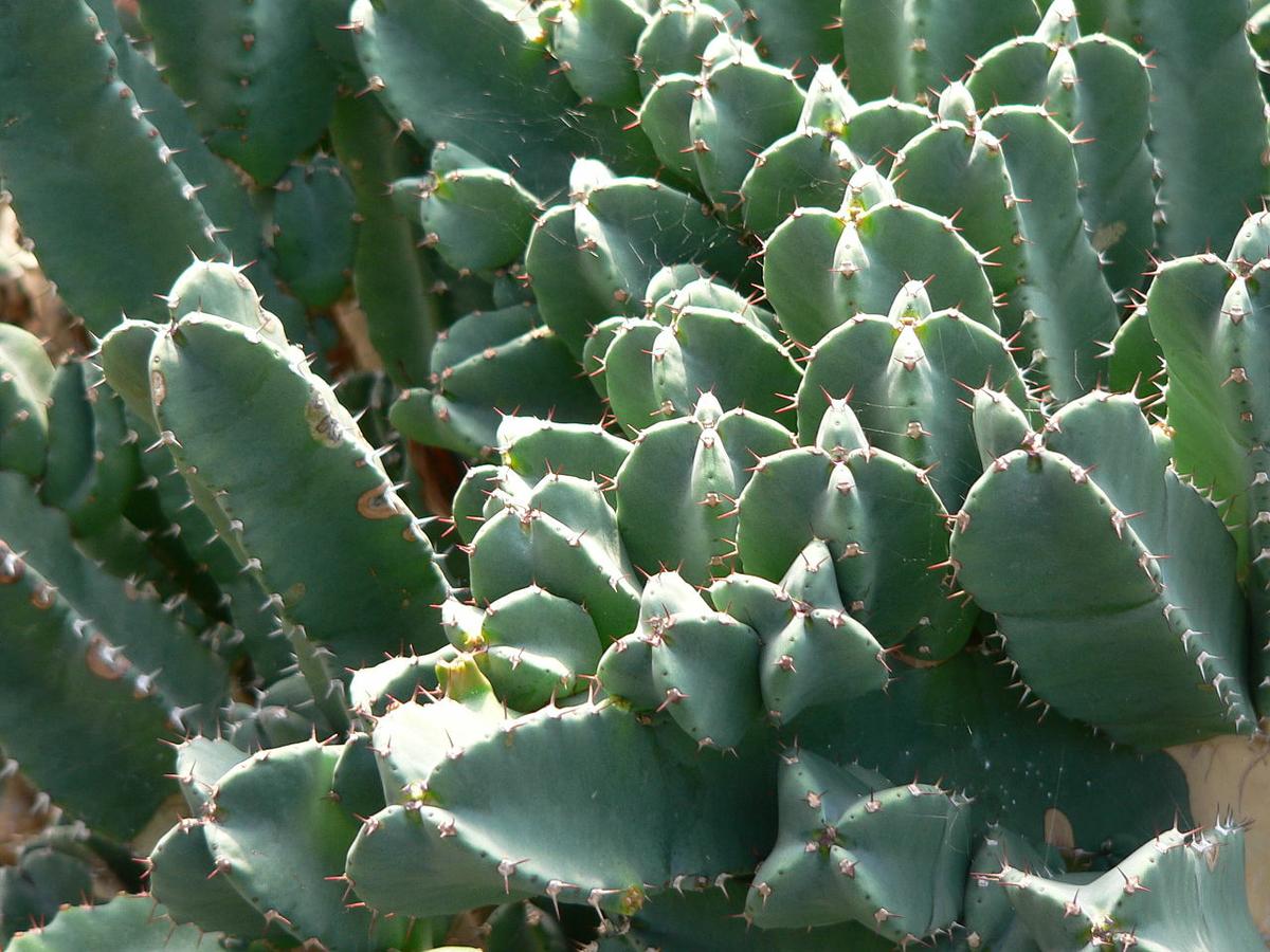 La Euphorbia resinifera es una suculenta