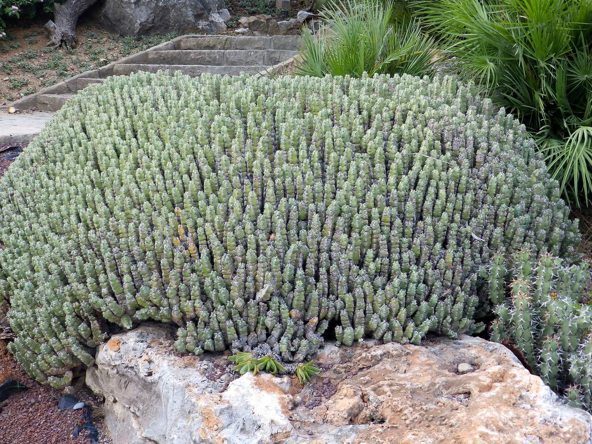 Vista de la Euphorbia resinifera adulta