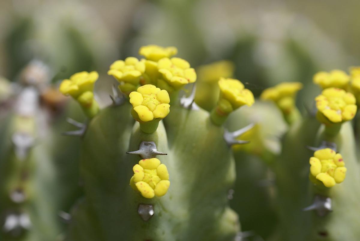 Las flores de la Euphorbia resinifera son amarillas