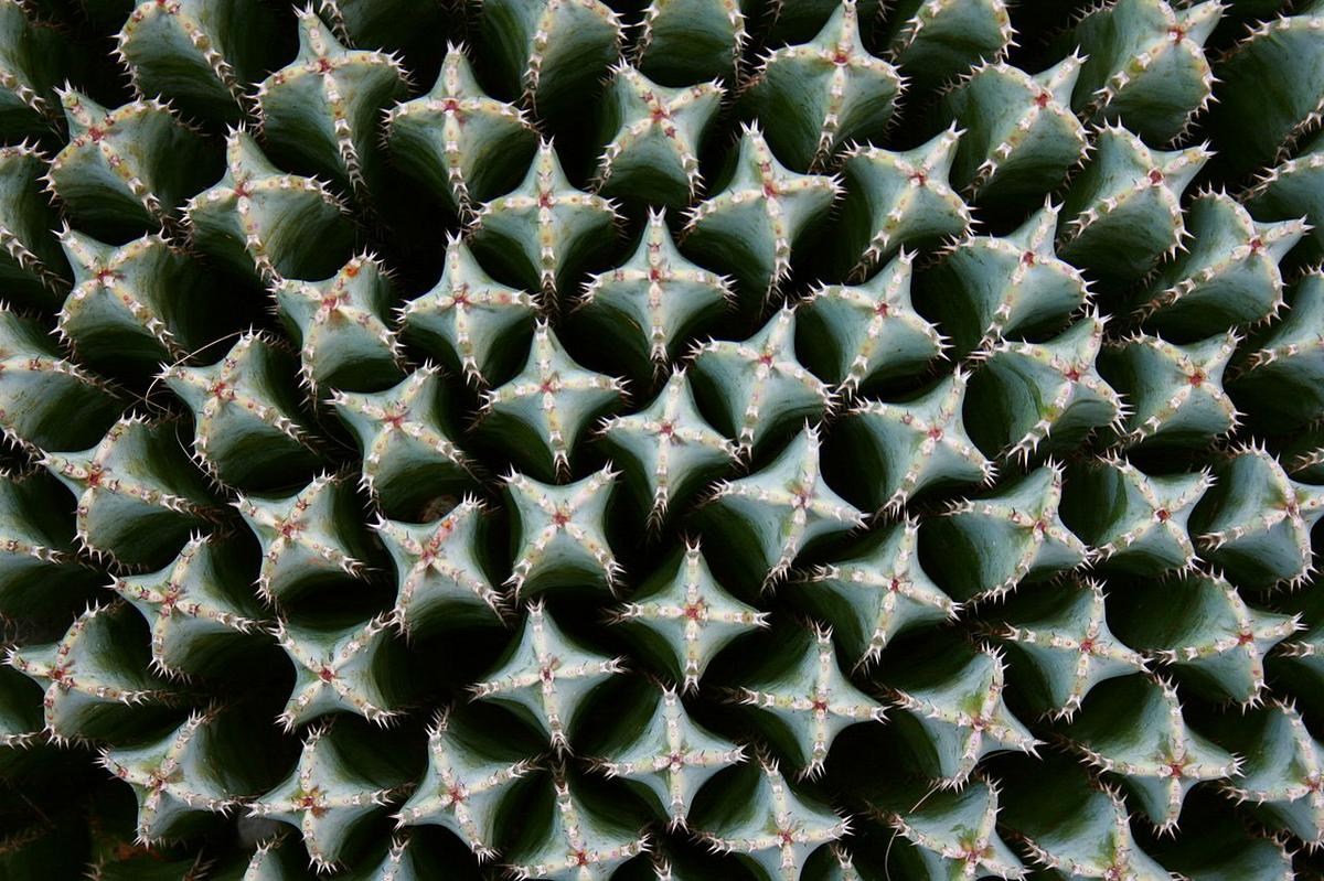 Vista de la Euphorbia resinifera, una planta suculenta