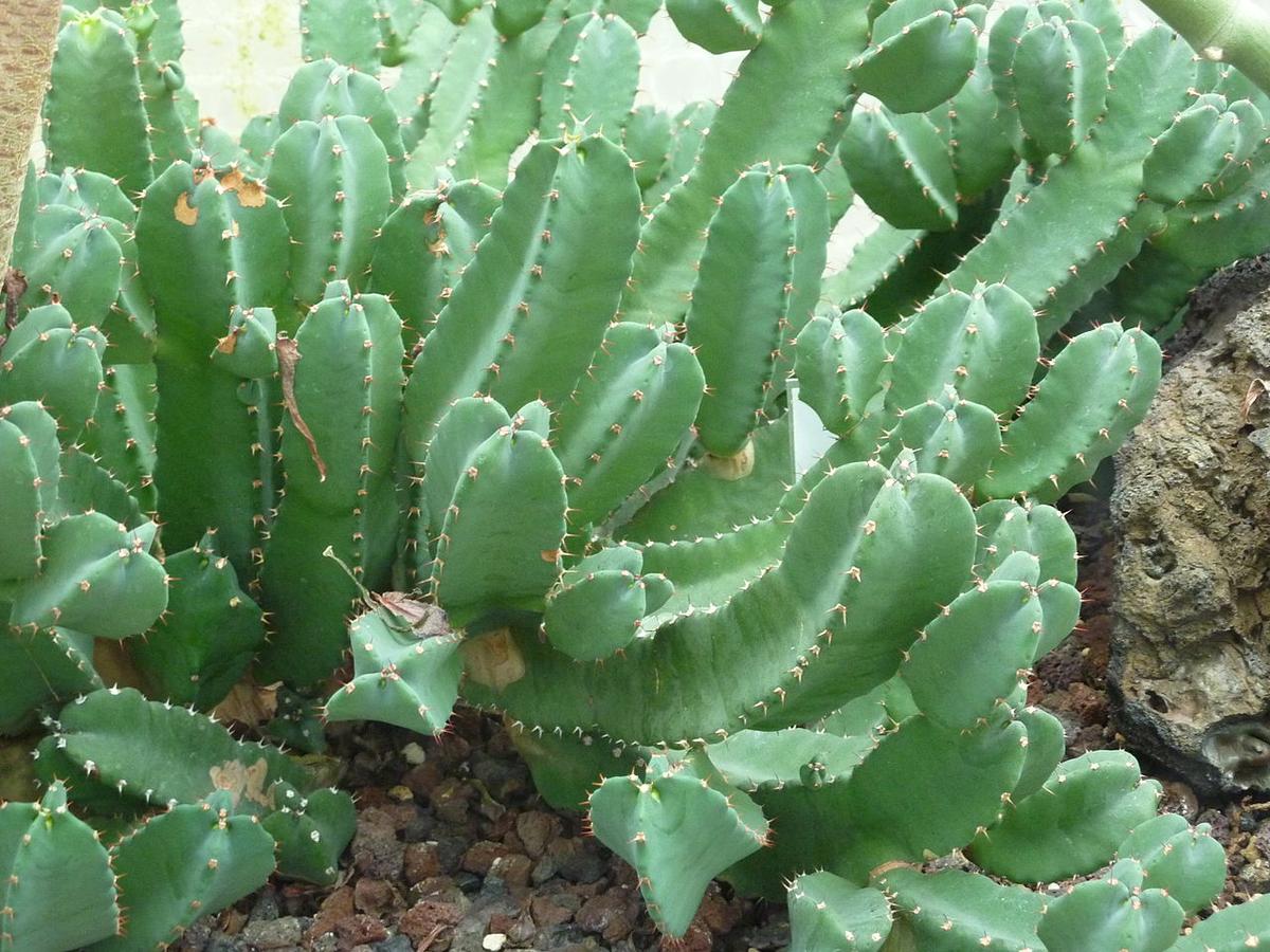 Vista de la Euphorbia resinifera