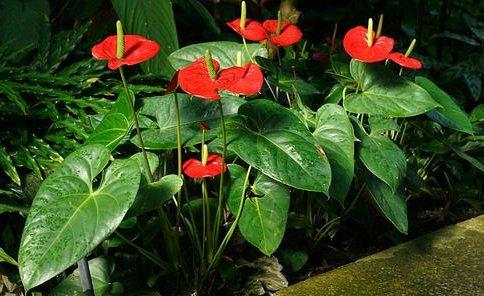 plantas de interior cuidados