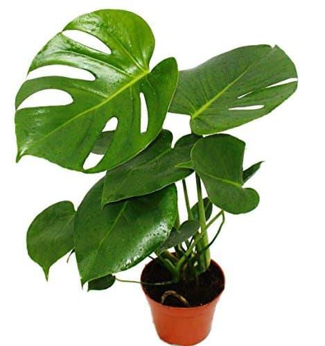 plantas de interior sin luz