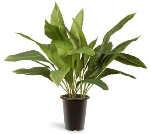 mejores plantas de interior