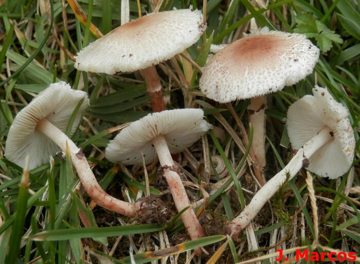 Lepiota lilacea. Crédito: Javier Marcos
