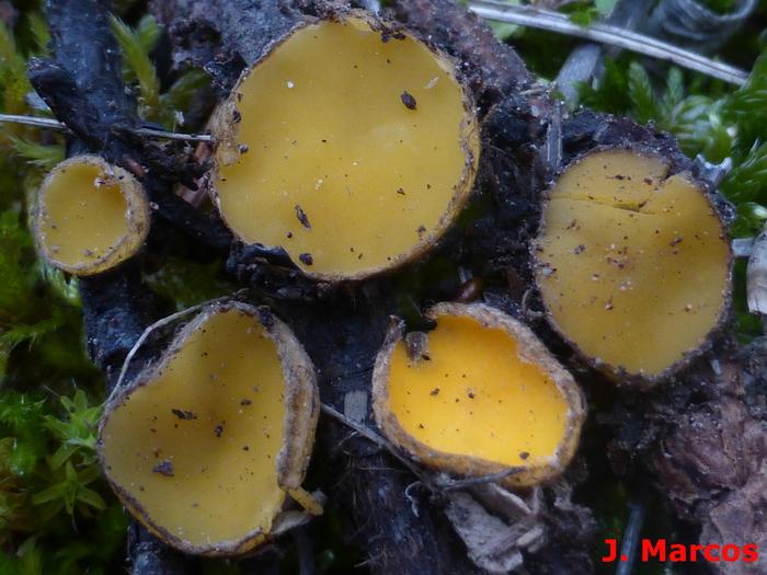 Humaria solsequia. Crédito: Javier Marcos