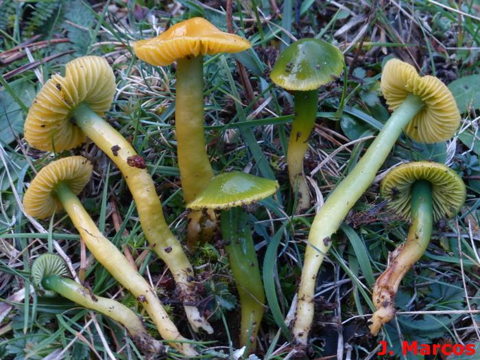 Gliophorus psittacinus. Crédito: Javier Marcos