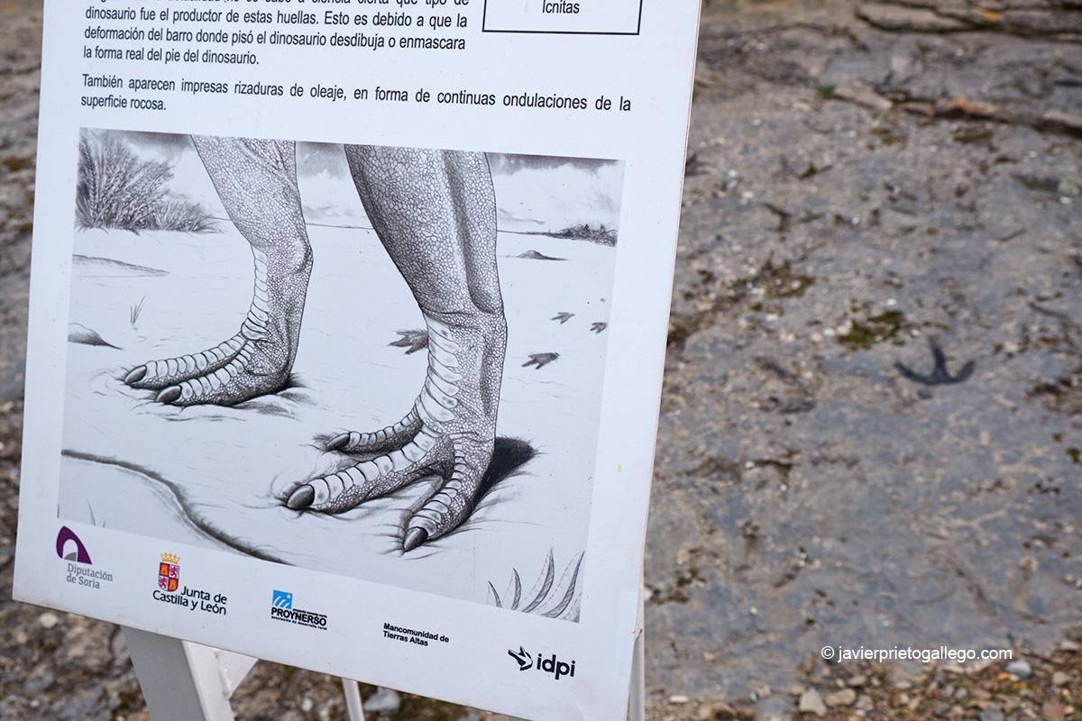 Huellas de dinosaurio en el yacimiento Corral de la Peña. Bretún. Ruta de las Icnitas. Soria. Castilla y León. España. © Javier Prieto Gallego