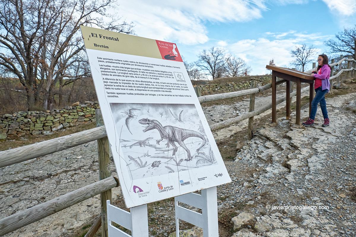 Yacimiento El Frontal. Bretún. Ruta de las Icnitas. Soria. Castilla y León. España. © Javier Prieto Gallego