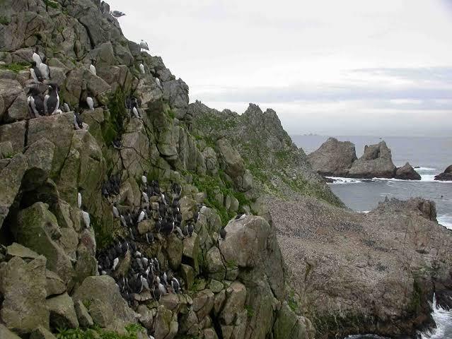 Aves anidando en las Islas Farallones