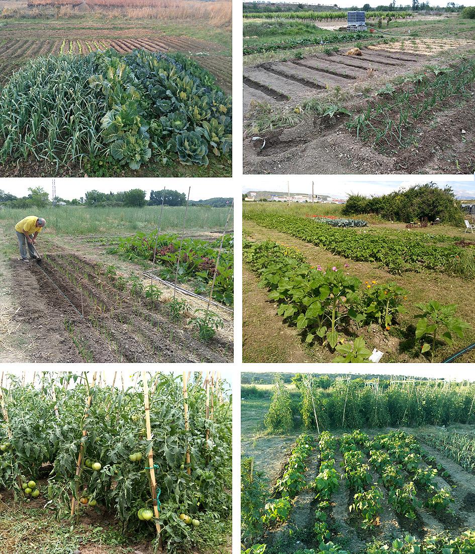 mis huertos finca rustica