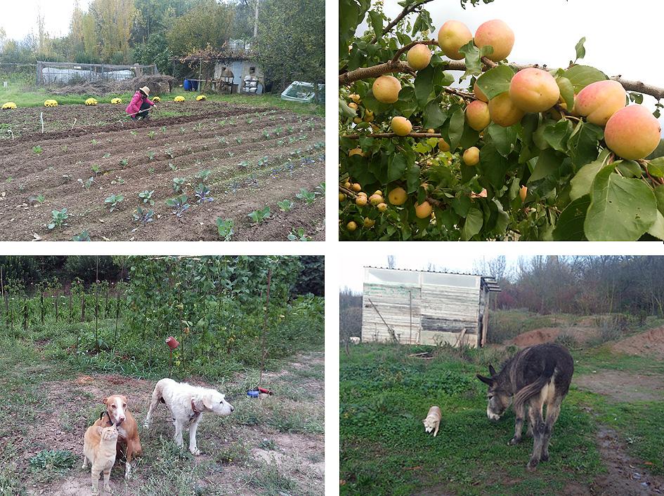 mis huertos el huerto 2020