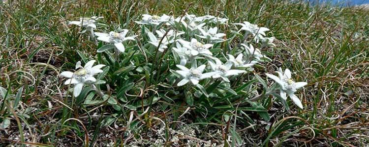Edelweiss o flor de las nieves